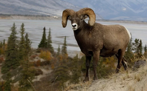 HD PC desktop wallpaper of a mountain sheep (animal) standing on a grassy ridge, overlooking a river valley and distant mountains.