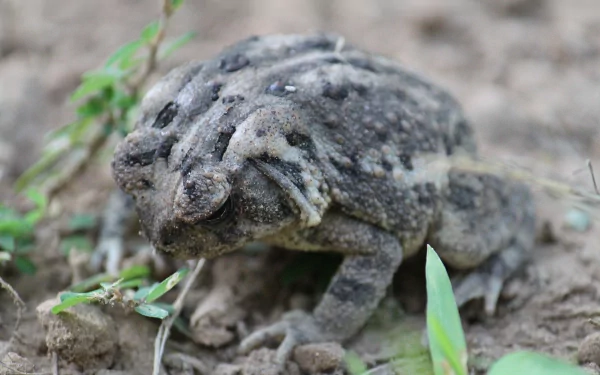 Bashful Toad