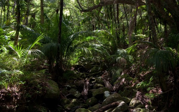 Tierra/Naturaleza Jungla Rainforest Fondo de pantalla HD | Fondo de Escritorio