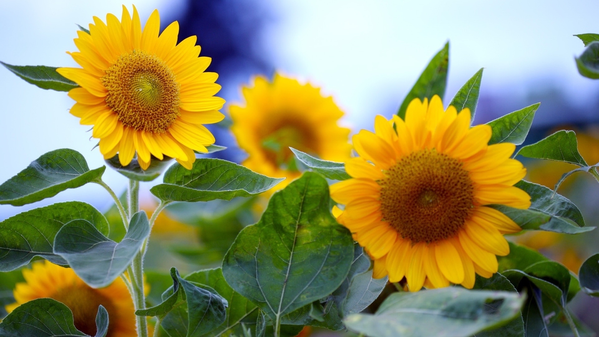 Sunflower HD Wallpaper | Background Image | 1920x1080