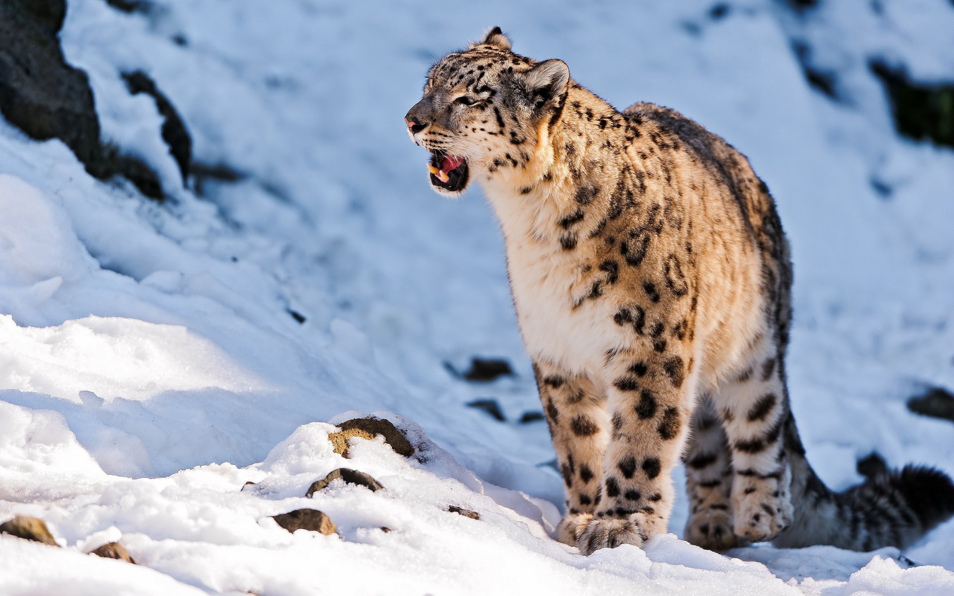 Download Animal Snow Leopard HD Wallpaper