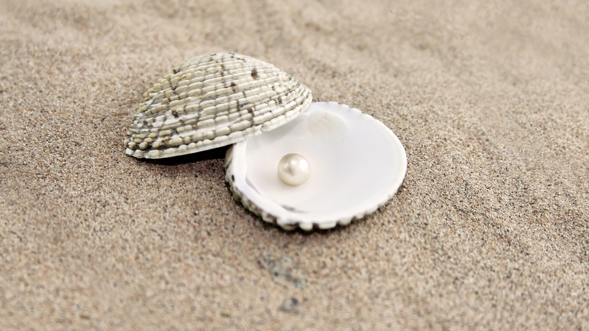 Earth Shell HD Wallpaper | Background Image