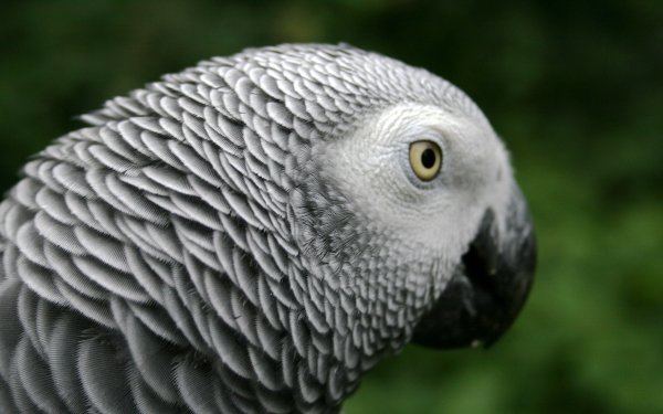 Animal African grey parrot Birds Parrots HD Wallpaper | Background Image