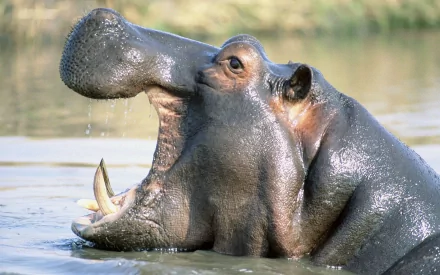 HD PC desktop wallpaper featuring a yawning hippo (animal) partially submerged in water, close-up showing its open mouth and tusks.