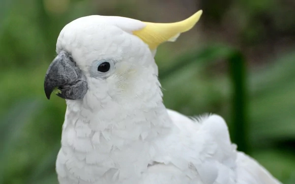  Sulphur Crested Cockatoo