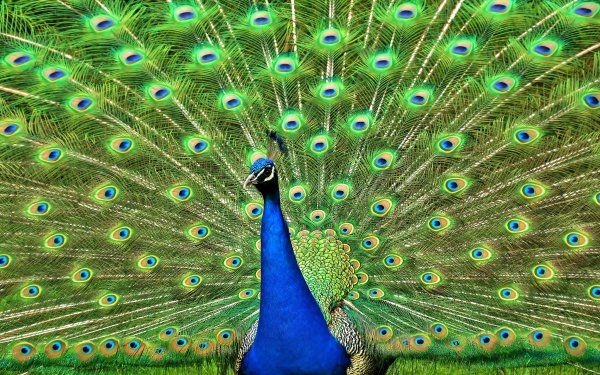 Animal Peacock Birds HD Wallpaper | Background Image