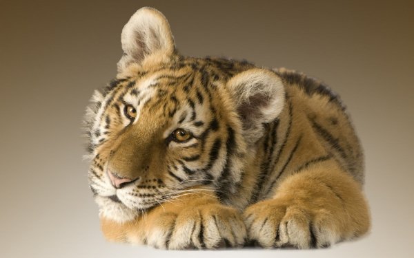 Animales Tigre Gatos Cub Baby Animal Resting Fondo de pantalla HD | Fondo de Escritorio