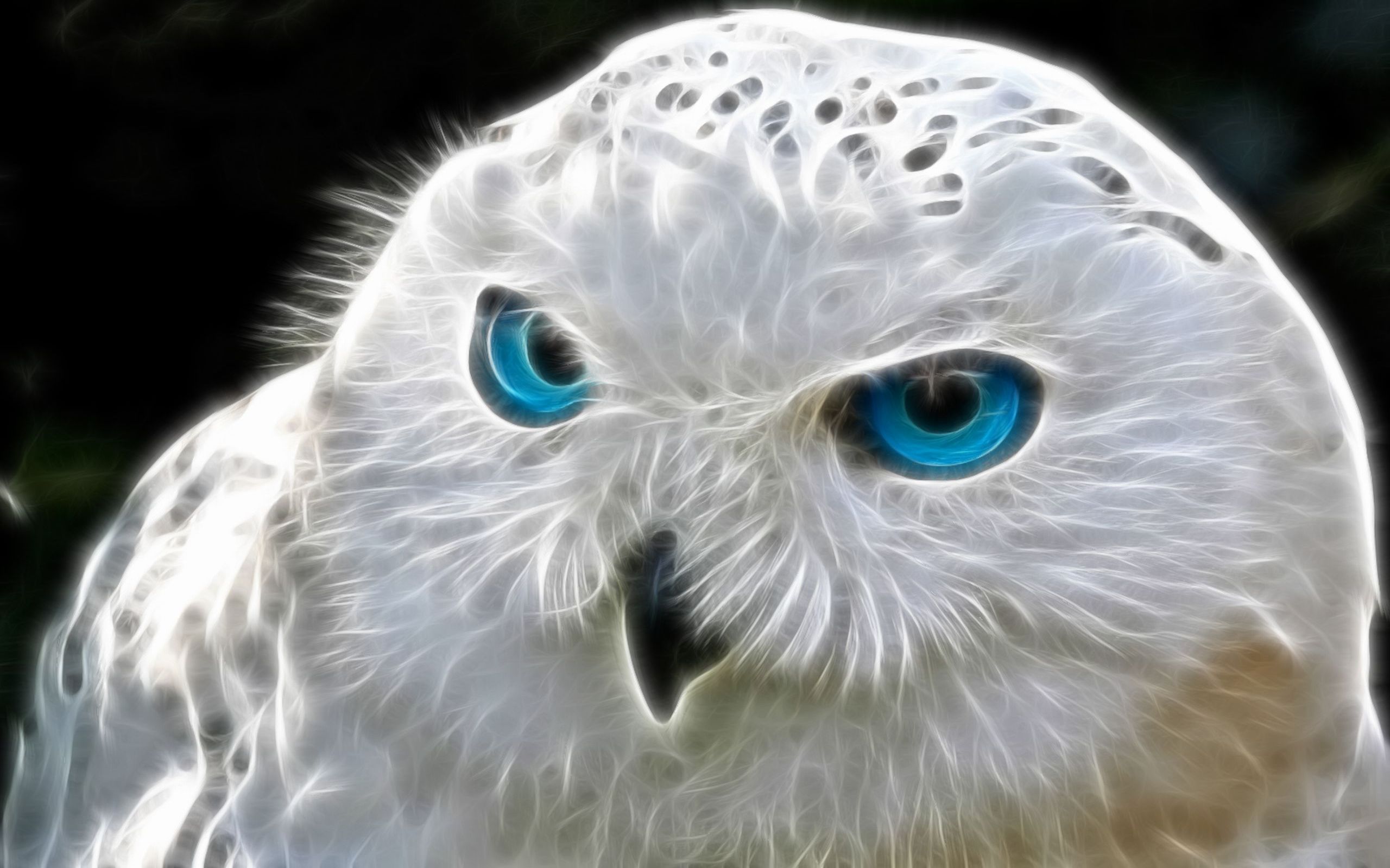 snowy owls with blue eyes flying