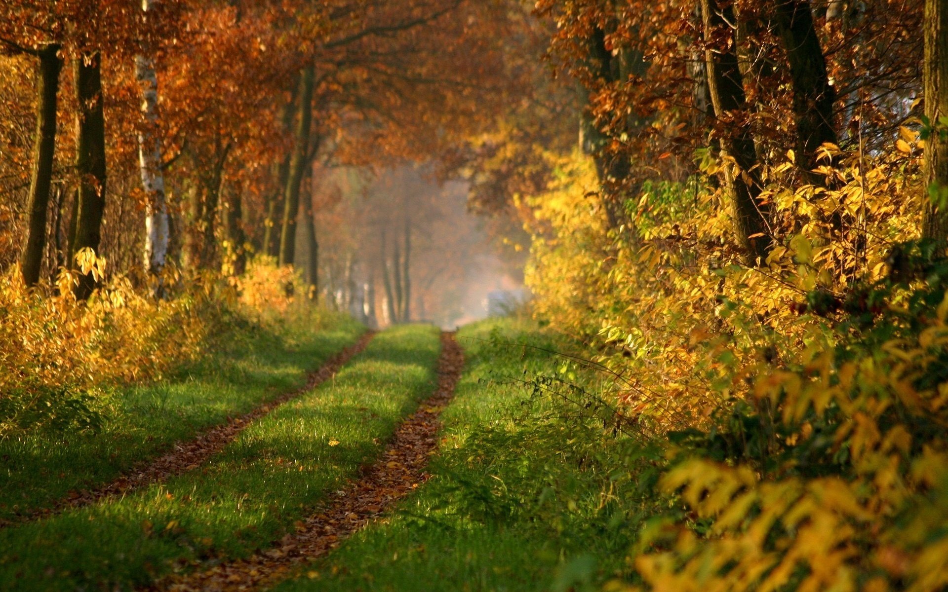 Download Nature Path HD Wallpaper