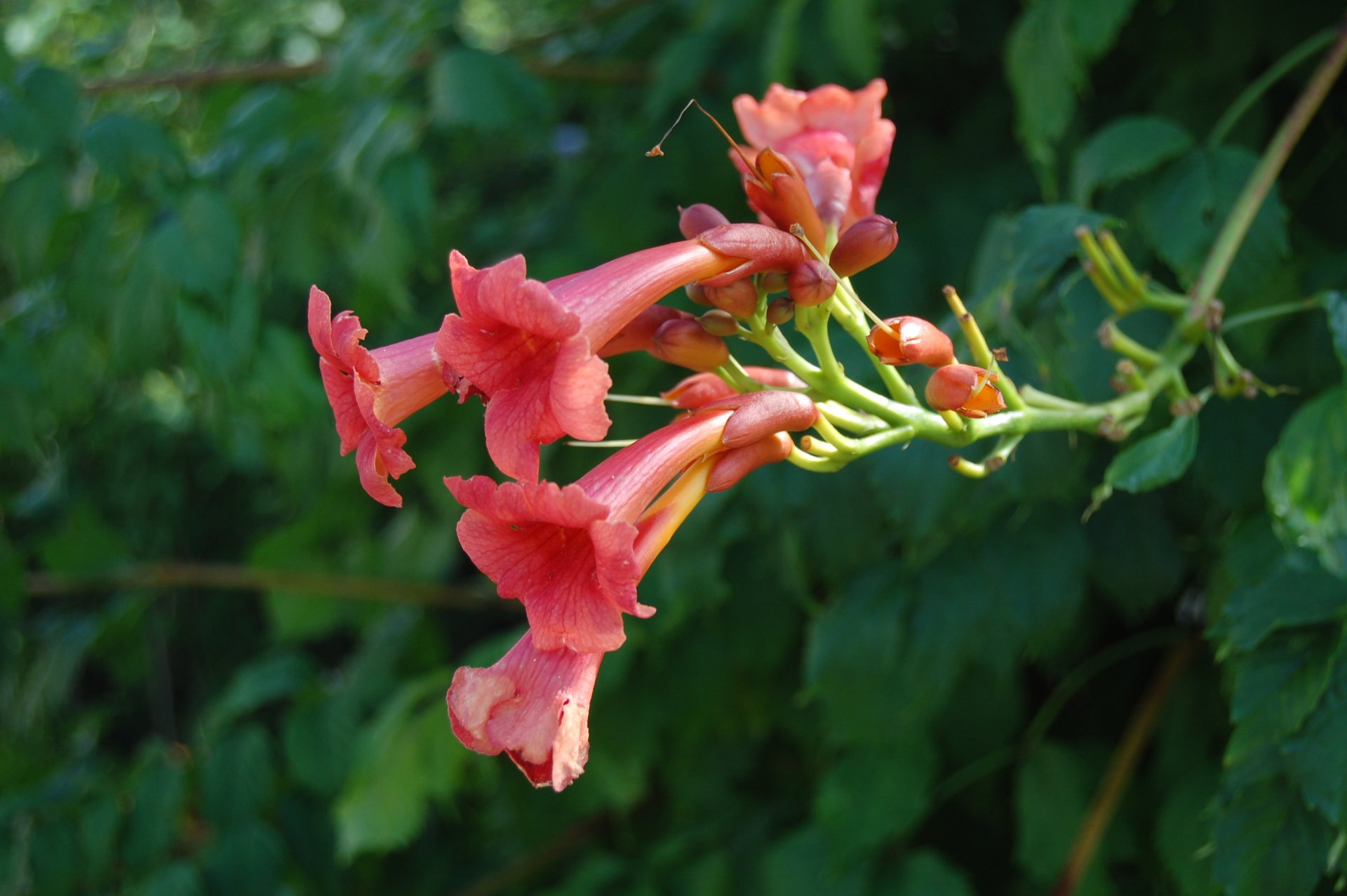 2K Quad HD PC desktop wallpaper and background: close-up of pink trumpet-shaped flowers against soft green foliage, nature flower scene.