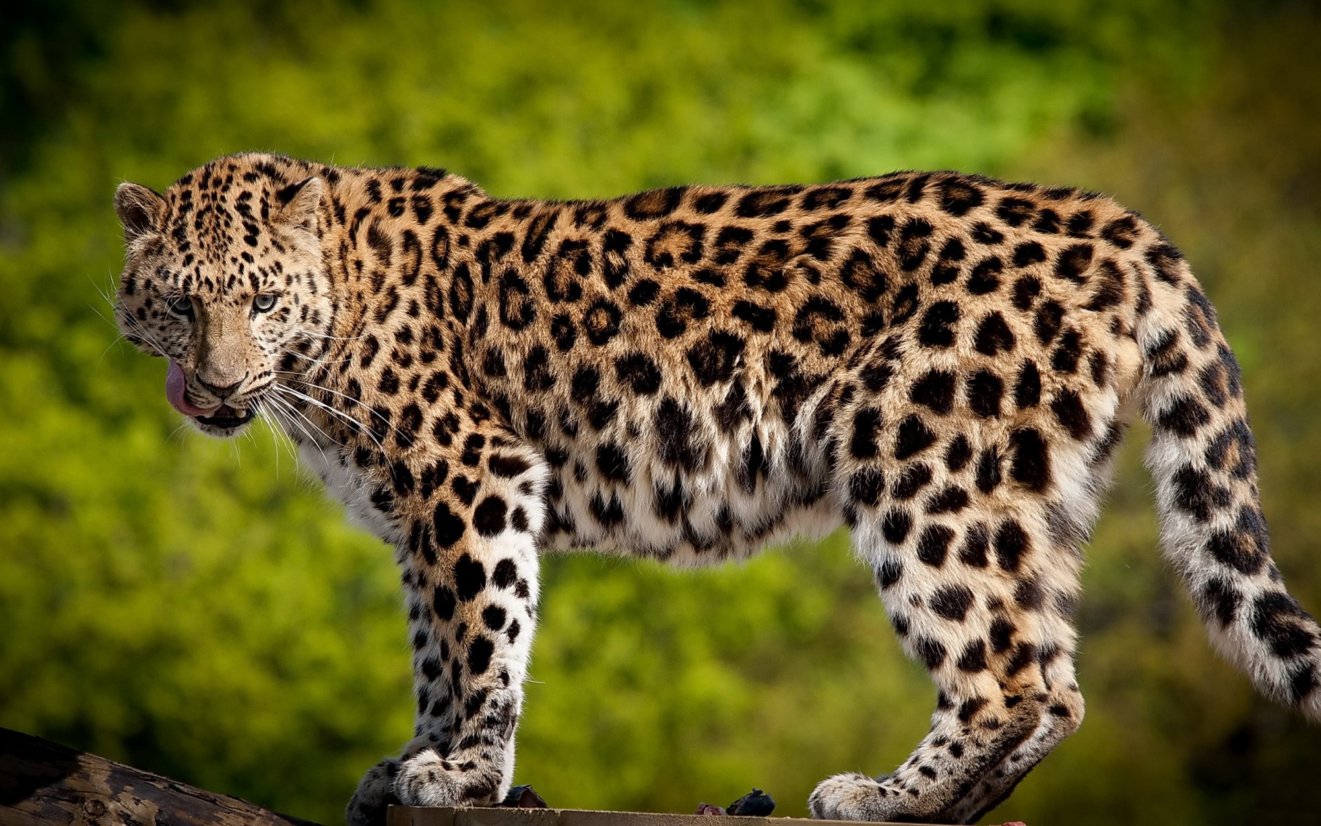 Download Animal Leopard HD Wallpaper