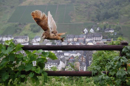 HD PC desktop wallpaper featuring an owl in mid-flight above green foliage with a village and hills in the background.