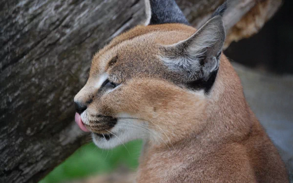 cat Animal caracal HD Desktop Wallpaper | Background Image