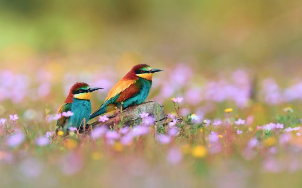 Animal European Bee-Eater Birds Bee-Eaters Bee-Eater Colorful Bird HD Wallpaper | Background Image