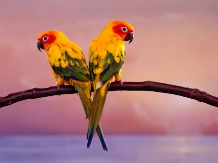 HD desktop wallpaper featuring two vibrant Sun Parakeets perched on a branch against a soft pink and purple background. The parakeets display striking yellow, green, and orange plumage.