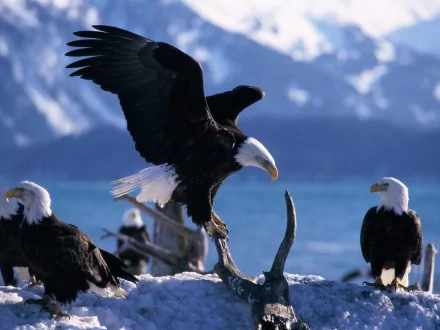 Animal eagle HD Desktop Wallpaper | Background Image