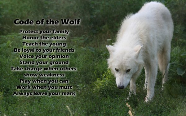 Animal Wolf Wolves Word White Wolf Arctic Wolf HD Wallpaper | Background Image
