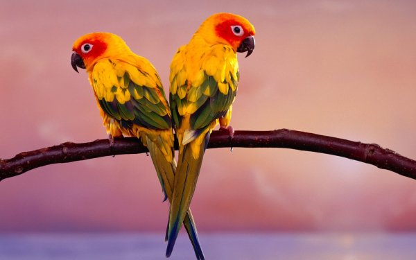 Animal Sun Parakeet Birds Parrots HD Wallpaper | Background Image