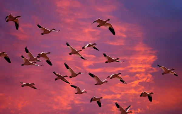 A flock of geese migrates across a vibrant Washington sunset sky, captured in this HD desktop wallpaper showcasing the beauty of nature and animal flight.