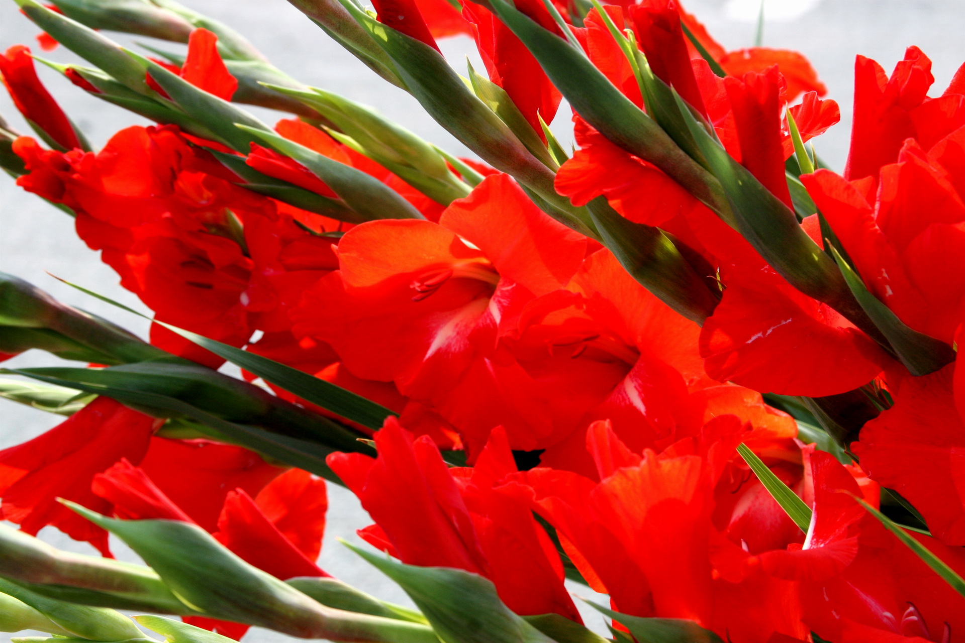 Gladiolus are flowering plants in the iris family.