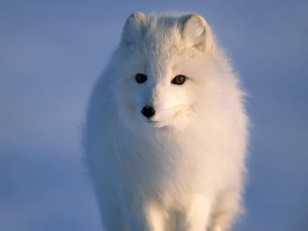 Close-up of an arctic fox standing on snow, showcasing its fluffy white fur and curious expression. This HD wallpaper captures the beauty of wildlife in a serene winter landscape.