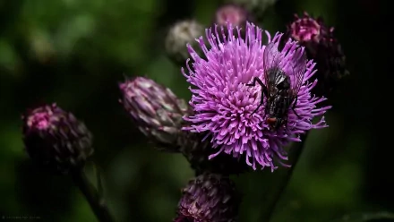 Macro shot of a fly perched on a vibrant purple flower, captured in HD detail against a dark natural background for a striking PC desktop wallpaper.