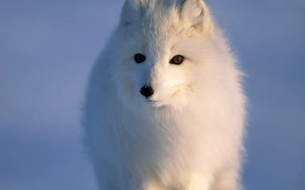 Close-up of an arctic fox standing on snow, showcasing its fluffy white fur and curious expression. This HD wallpaper captures the beauty of wildlife in a serene winter landscape.