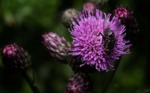 Macro shot of a fly perched on a vibrant purple flower, captured in HD detail against a dark natural background for a striking PC desktop wallpaper.
