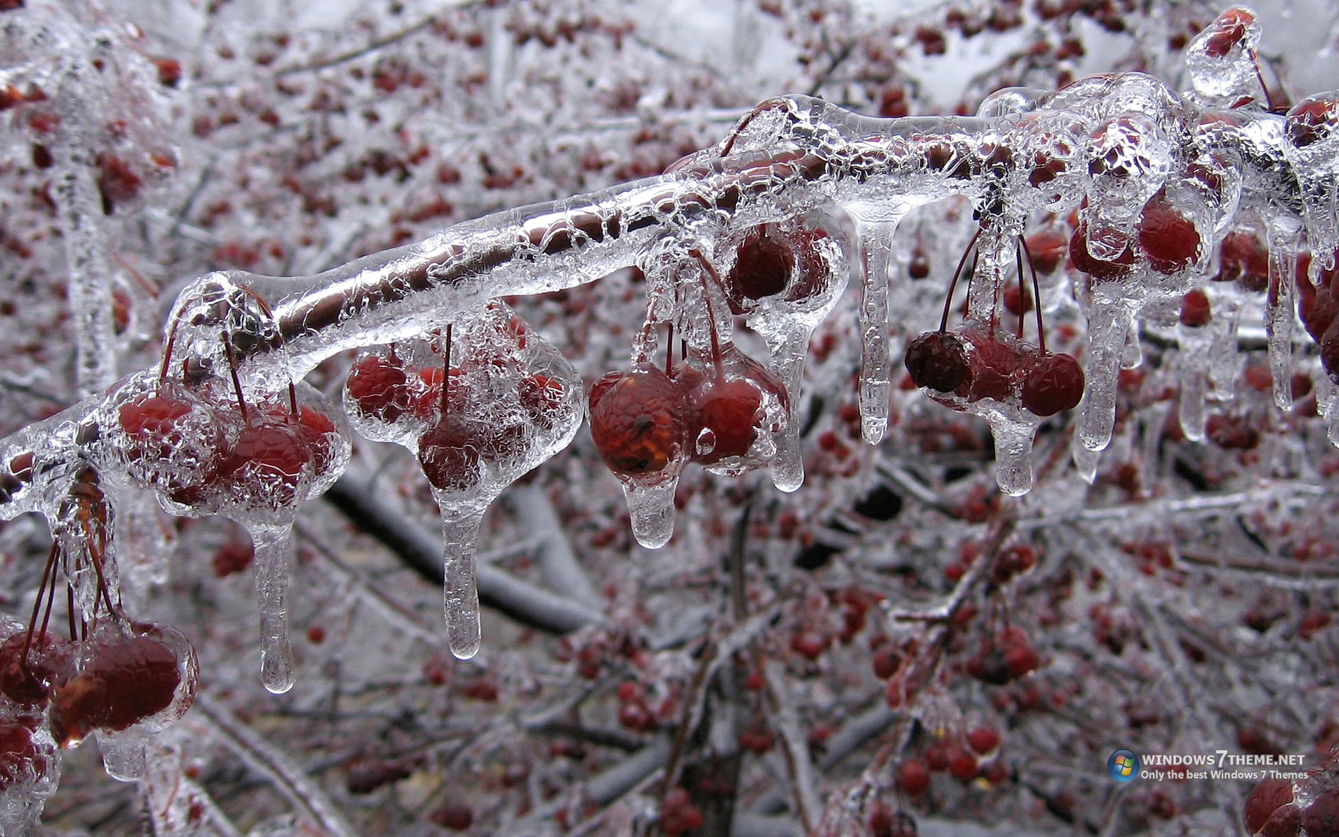 Nature Ice HD Wallpaper | Background Image