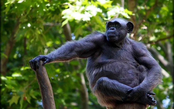  Monkey