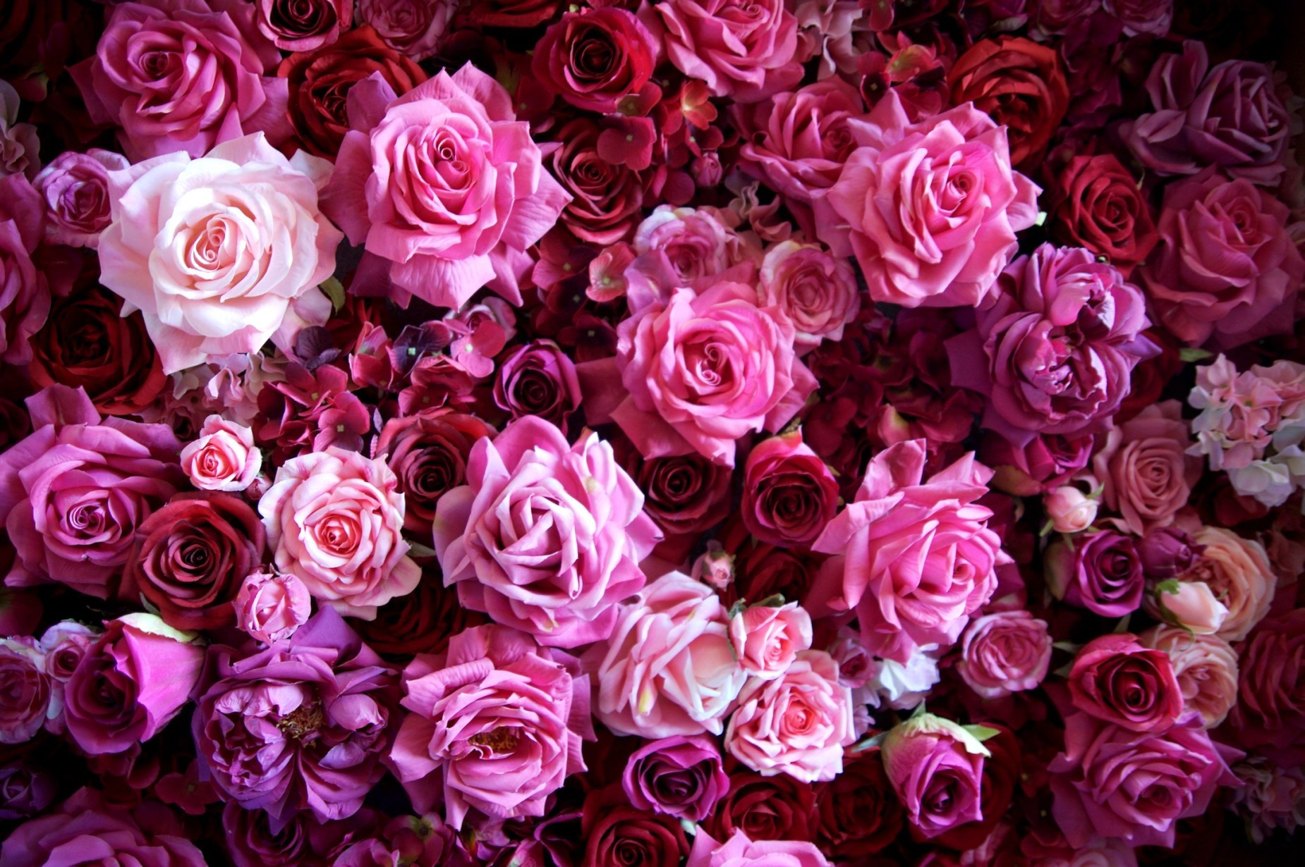 Nature Rose Wallpaper