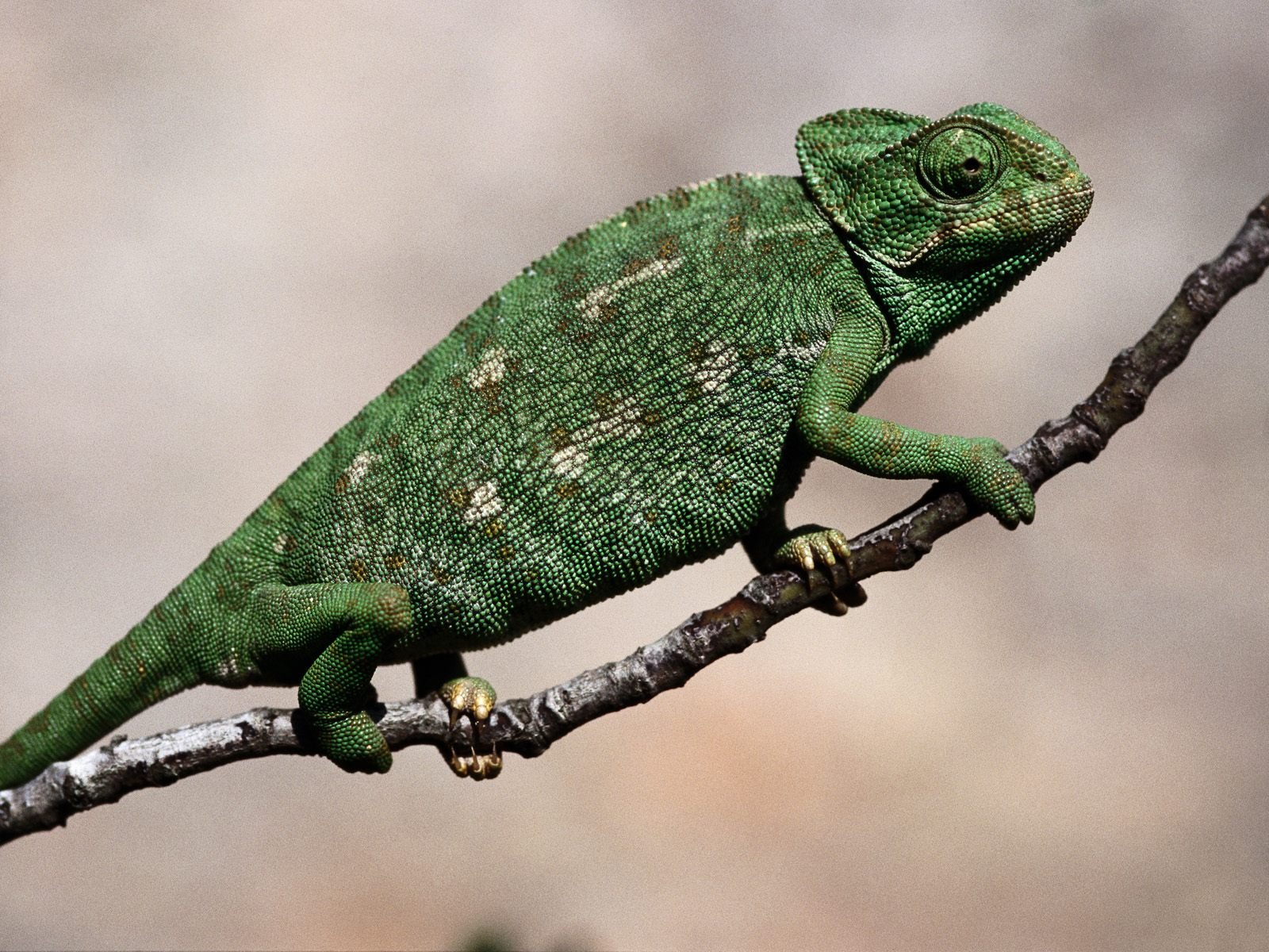 A vibrant green chameleon perched on a branch, showcasing its unique texture and coloration, making for a stunning HD desktop wallpaper and background featuring this fascinating reptile.