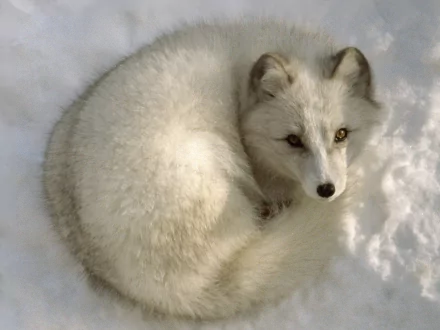 HD desktop wallpaper featuring an arctic fox curled up on the snow, showcasing its thick, white fur and pointed ears.