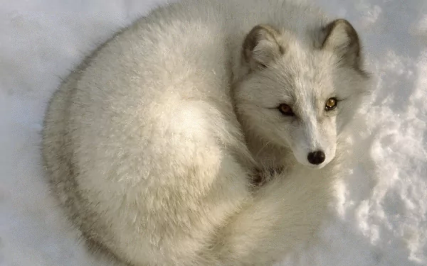 HD desktop wallpaper featuring an arctic fox curled up on the snow, showcasing its thick, white fur and pointed ears.