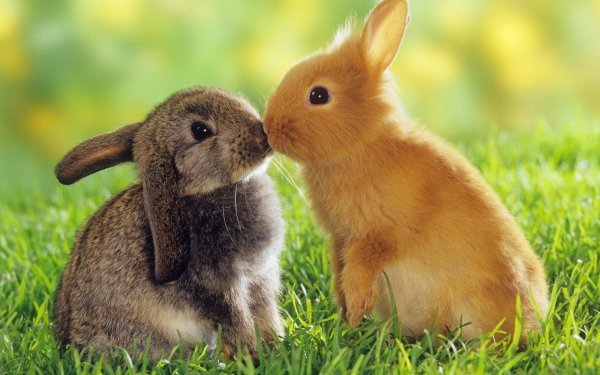 Animal Rabbit Cute Bunny HD Wallpaper | Background Image