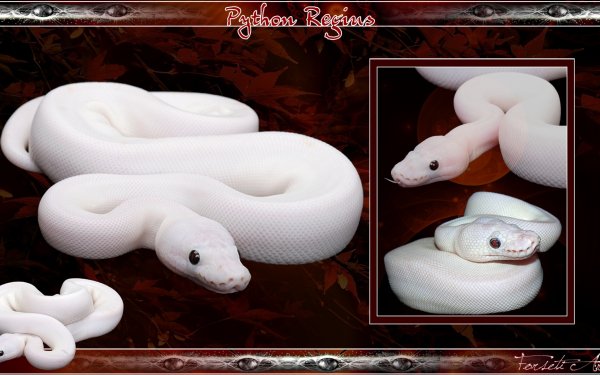 Animal Python Reptiles Snakes Snake White Python Reptile HD Wallpaper | Background Image
