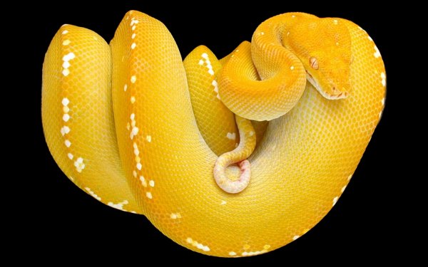 Animal Python Reptiles Snakes Snake Yellow Tree Snake Reptile HD Wallpaper | Background Image