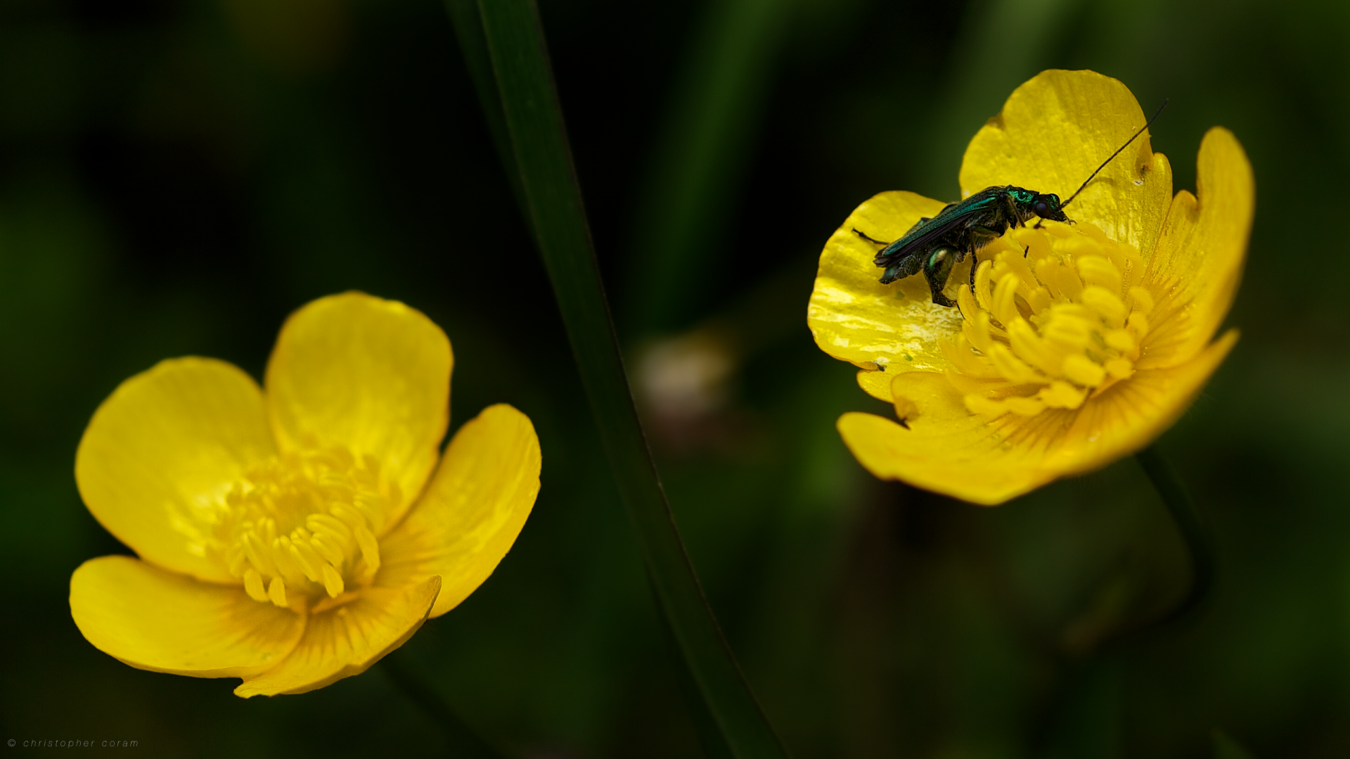 Macro HD desktop wallpaper showing a close-up of a yellow buttercup flower with a small black insect resting on one petal.