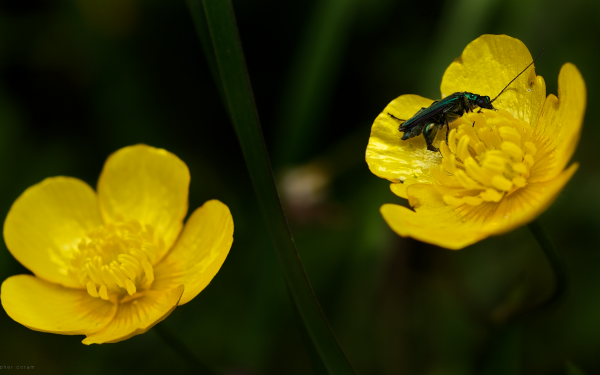 Animal Insect Yellow Bug Buttercup Flower Macro HD Wallpaper | Background Image