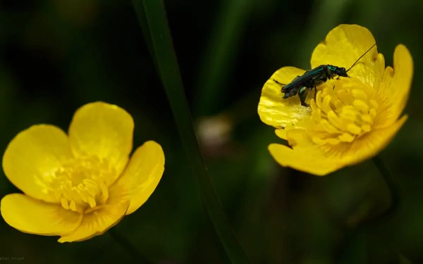  Buttercup Bug