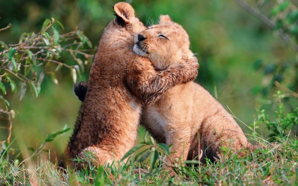Animaux Lion Félins Cub Mignon Hug Amour Baby Animal Fond d'écran HD | Image