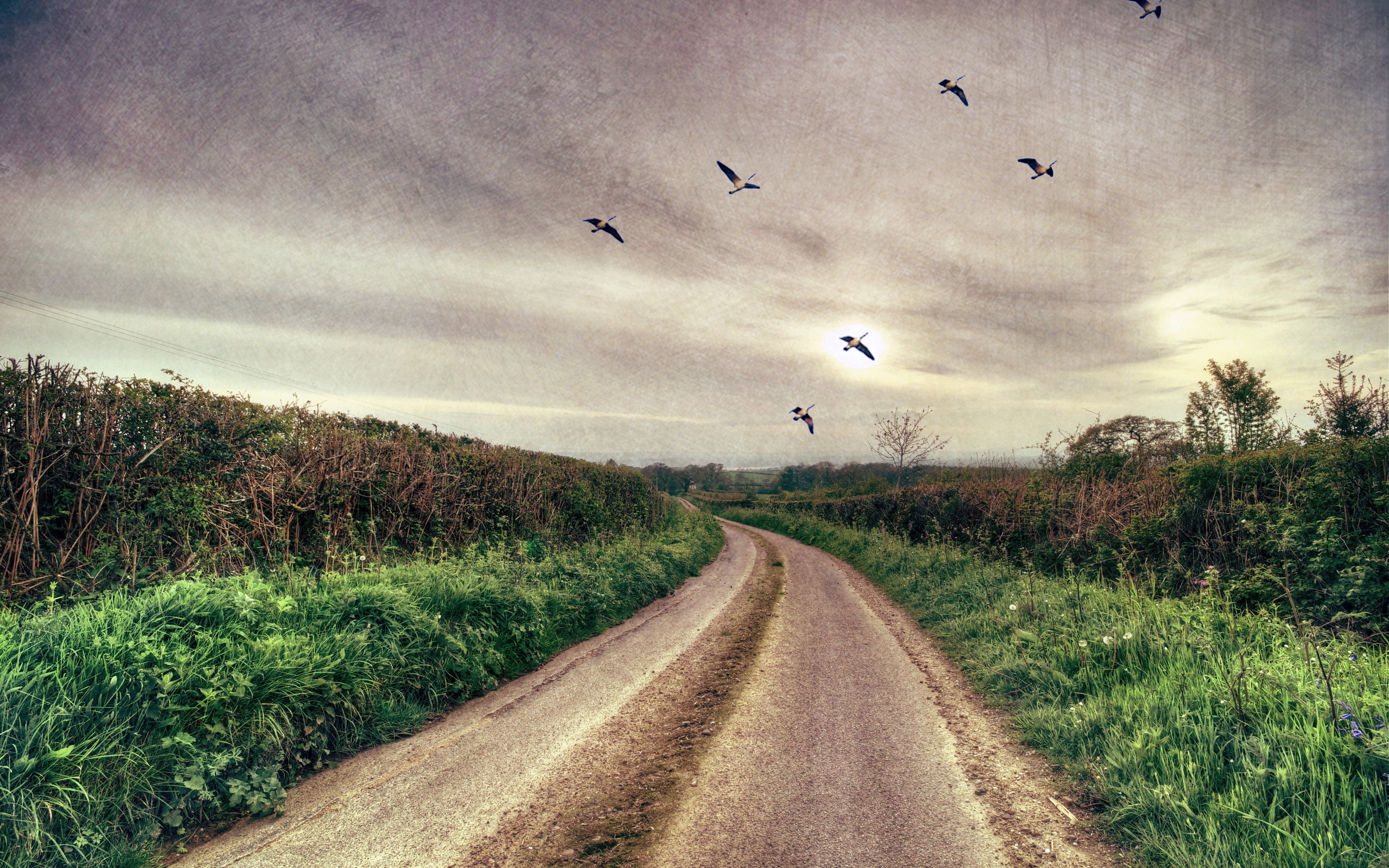 Птицы вдоль дорог. Птицы на дороге. Птица на Лесной дороге. Пейзаж с птицами. Птицы в небе.