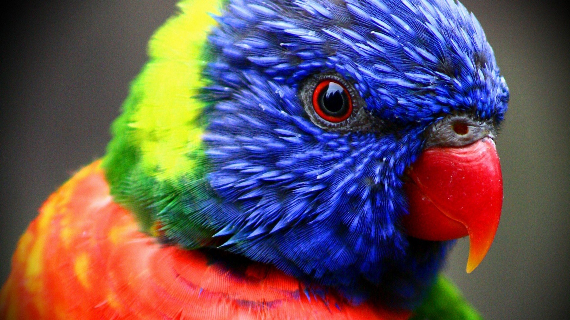 Download Animal Rainbow Lorikeet HD Wallpaper