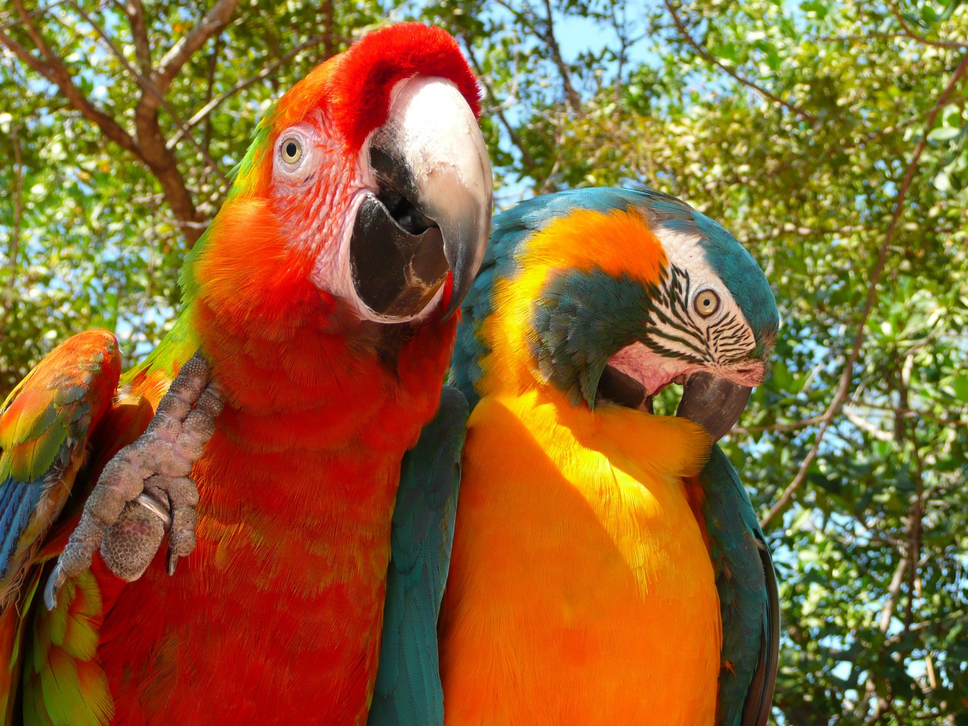 A vibrant Catalina macaw and a blue-and-yellow macaw perched together, surrounded by green foliage, showcasing their colorful feathers in this captivating HD desktop wallpaper.