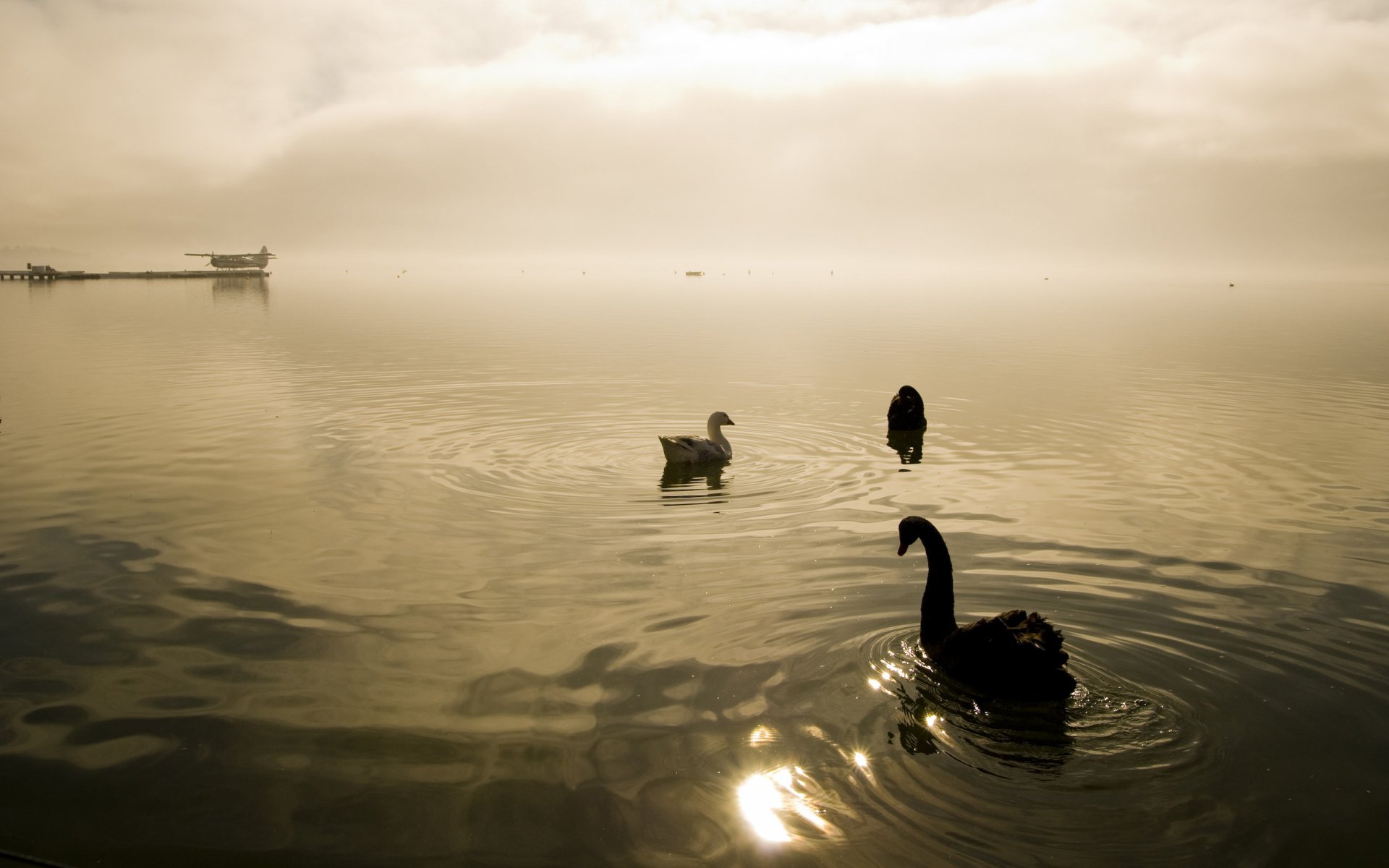 Download Animal Swan HD Wallpaper