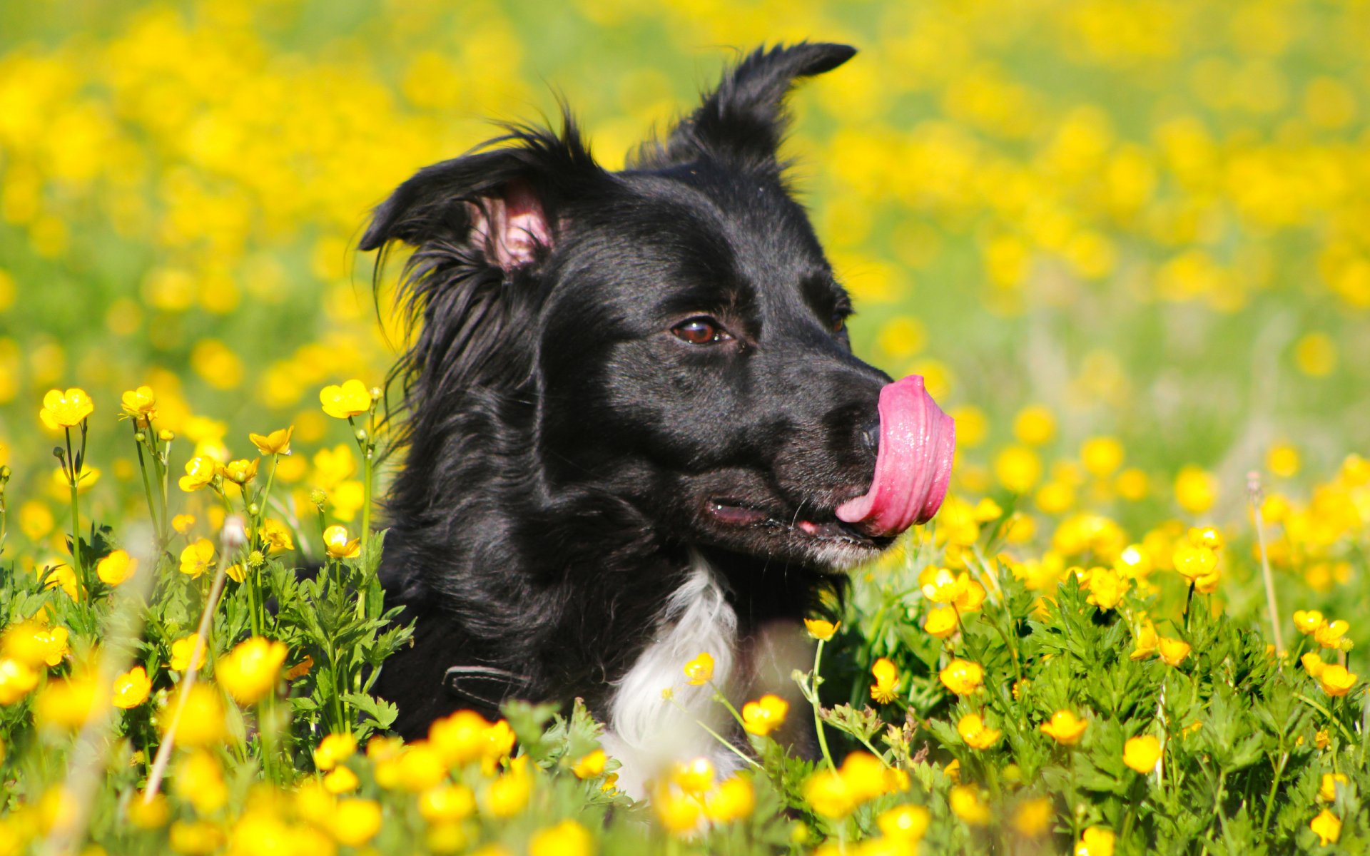 Download Animal Dog HD Wallpaper | 2560x1600 | Wallpaper Abyss