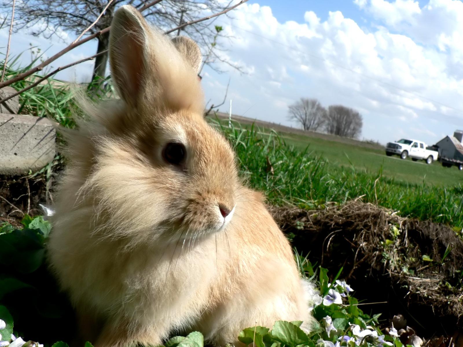 Download Animal Rabbit Wallpaper