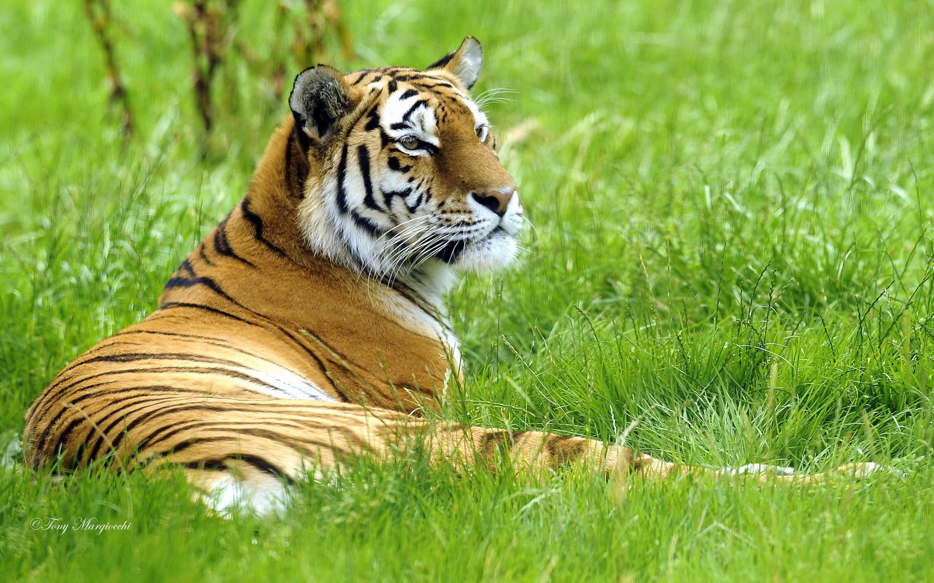 HD desktop wallpaper featuring a majestic tiger resting on lush green grass in a natural setting.