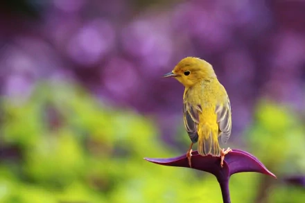 A vibrant warbler perched atop a striking calla lily, set against a beautifully blurred background of purple and green hues, creating a captivating desktop wallpaper scene.