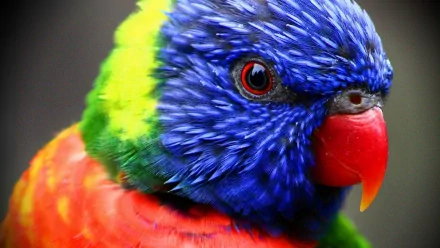 Animal rainbow lorikeet HD Desktop Wallpaper | Background Image